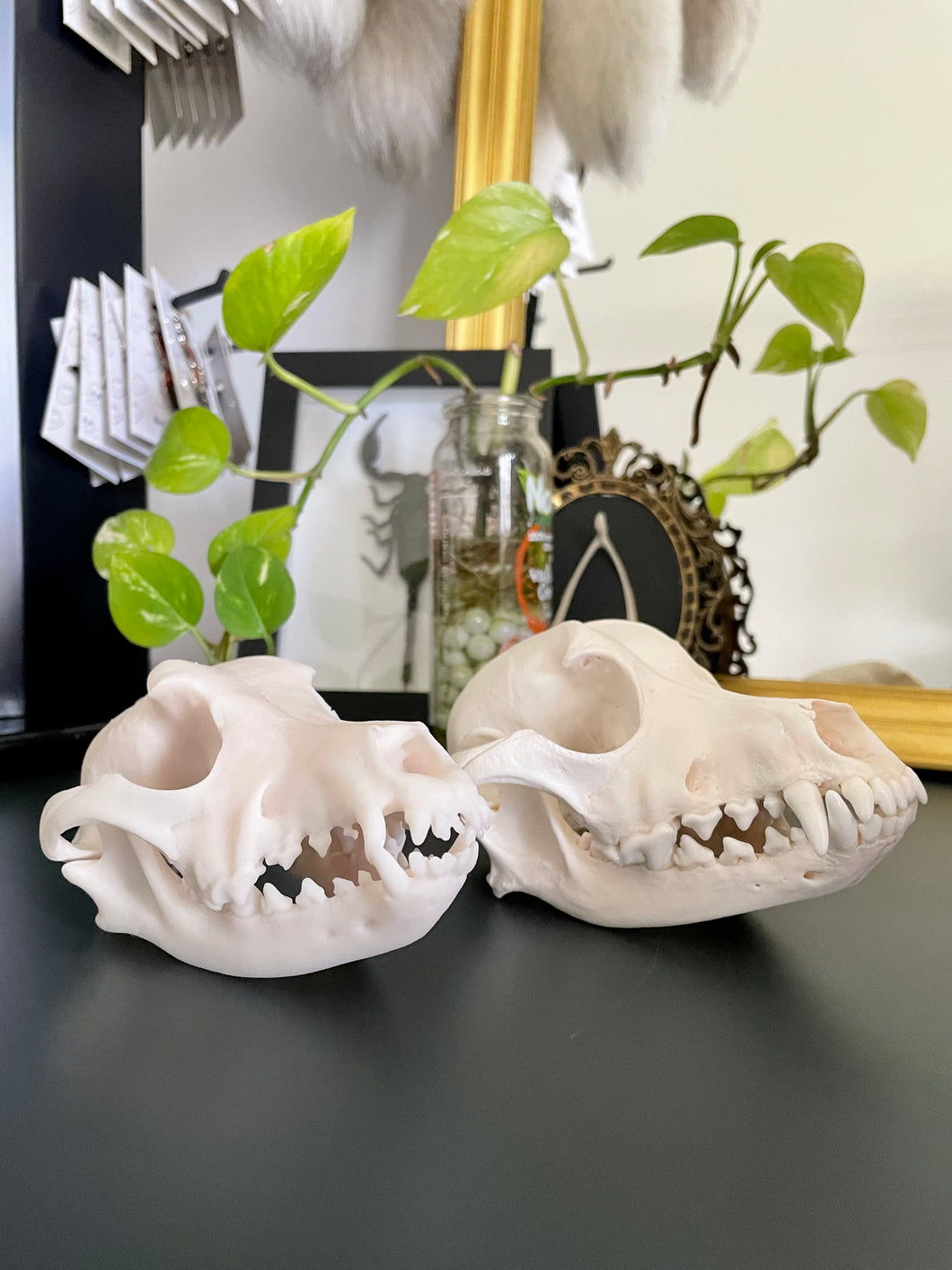 Replica Dog Skull | Resin Printed