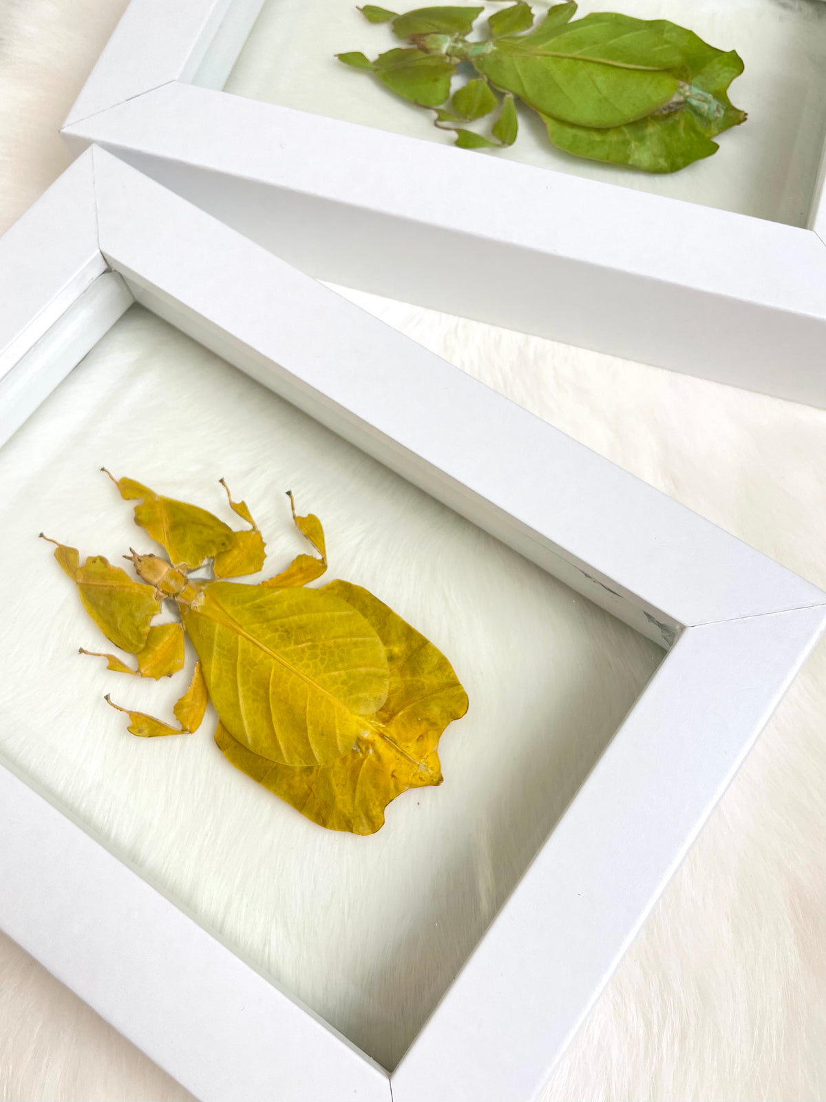 Phyllium Pulchrifolium / Leaf Insect in a double glass frame