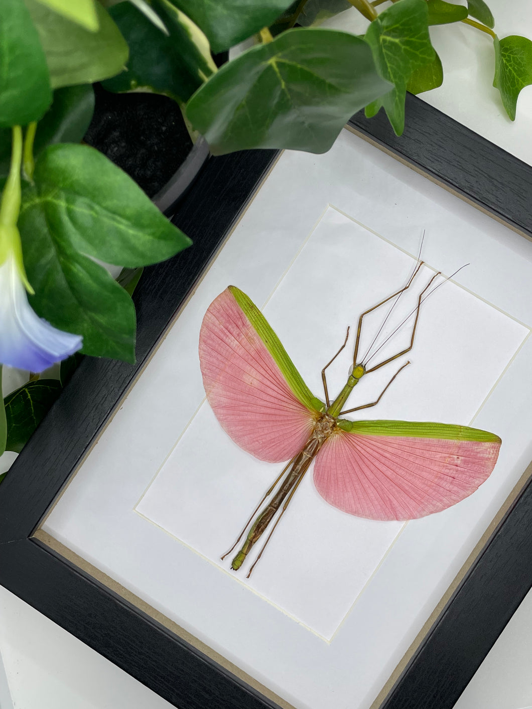 Pink Winged Stick Insect / Marmessoidea Rosea in a frame