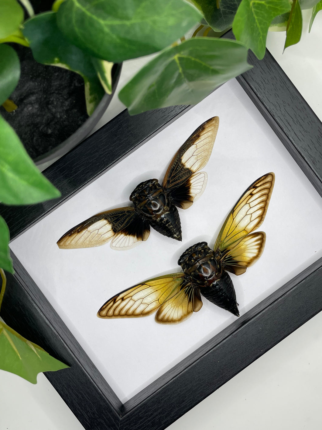 Black & Golden Cicada Duo frame