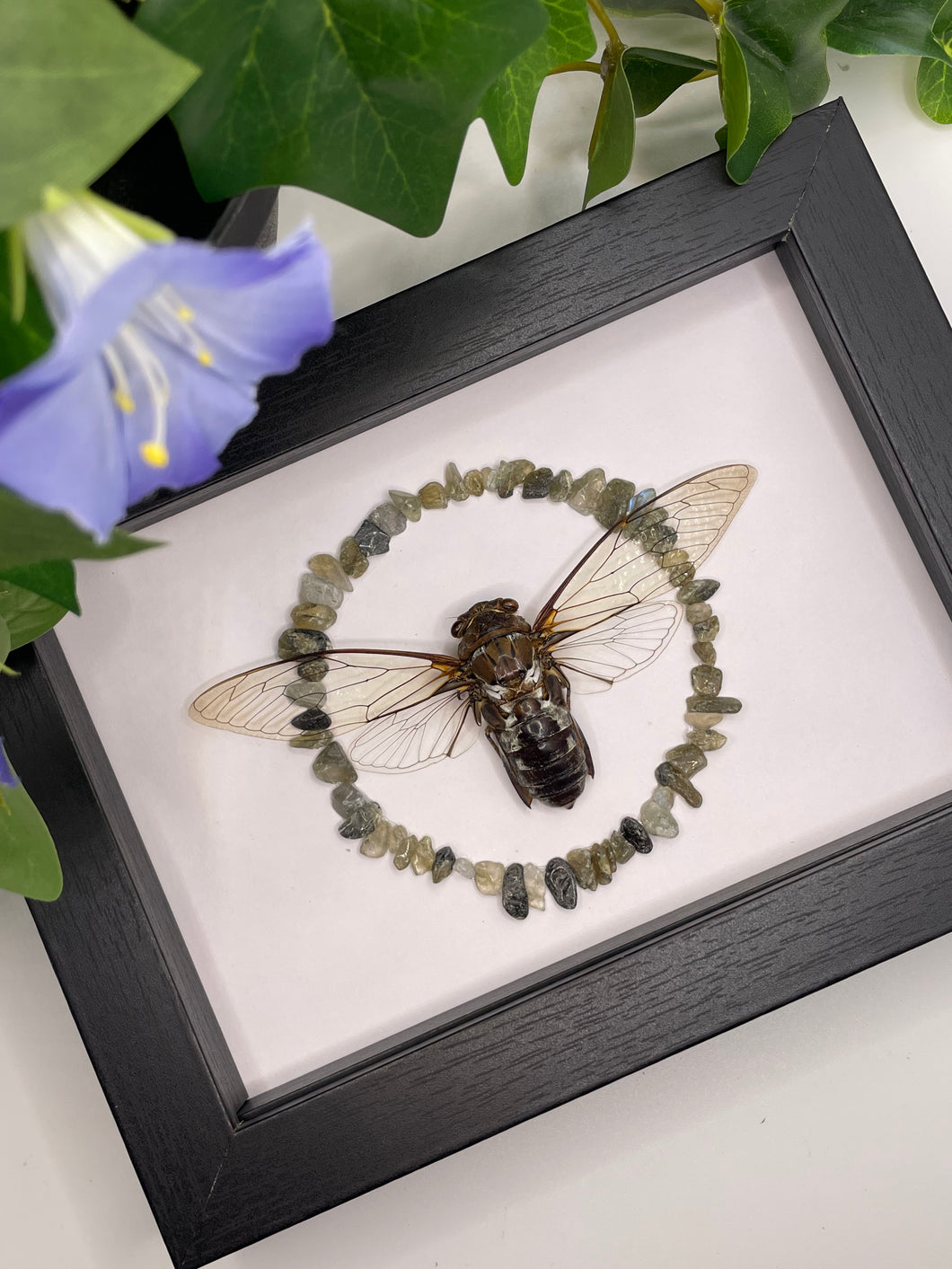 Clearwing Cicada / Macrotristia Chantranei | Labradorite Crystal Chips