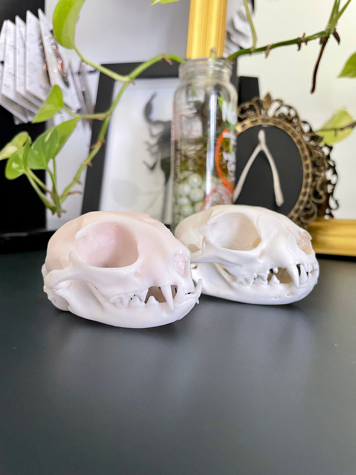 Replica Cat Skull | Resin Printed